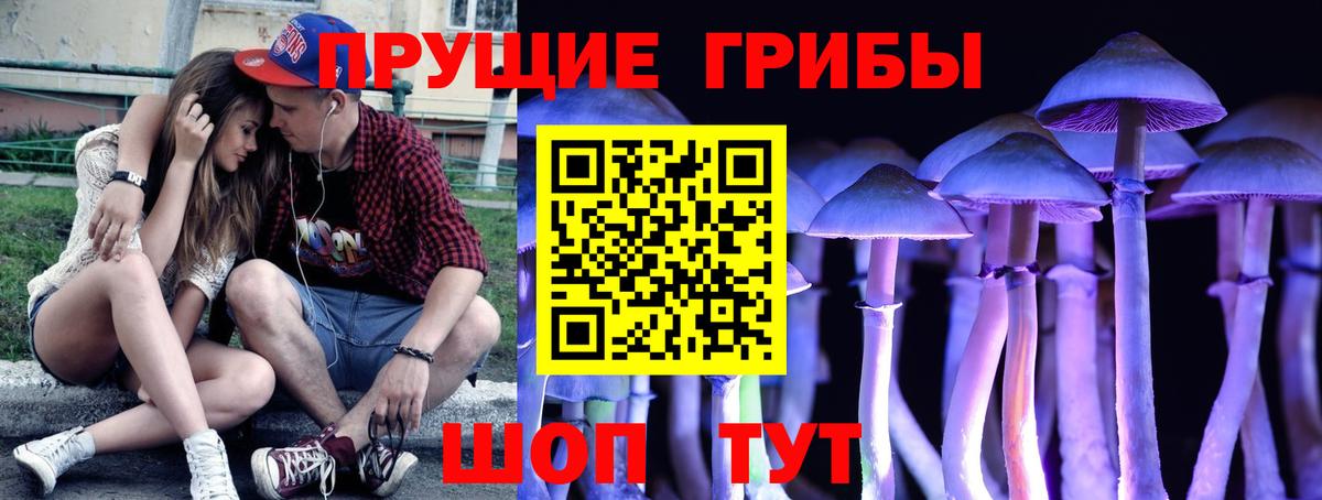 Псилоцибиновые грибы Cubensis Фролово